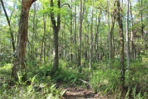 1500 S CANDLENUT & 1627 S PALM AVE, HOMOSASSA, FL 34448 - MLS#MFRW7832093