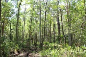 1500 S CANDLENUT & 1627 S PALM AVE, HOMOSASSA, FL 34448 - MLS#MFRW7832093