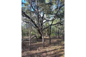 60 DAISY STREET, HOMOSASSA, FL 34446 Sold 06/10/25
