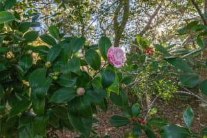 2495 COLEMAN AVENUE, HOMOSASSA, FL 34448 Sold 01/17/25