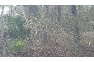 14 ENGLISH PARROT, BROOKSVILLE, FL 34614 Sold 03/25/25