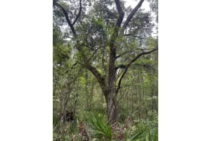 0 EMERSON ROAD, BROOKSVILLE, FL 34601 - MLS#MFRW7875625