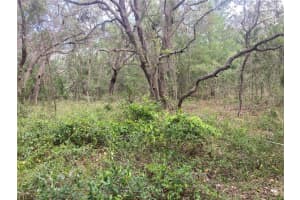 12643 PLACID ROAD, HUDSON, FL 34667 - MLS#MFRW7876113