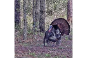 10261 WOODLAND WATERS BOULEVARD, WEEKI WACHEE, FL 34613 - MLS#MFRW7878741