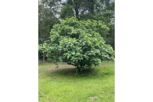 24415 90TH PLACE, ALACHUA, FL 32615 - MLS#MFRW7879415