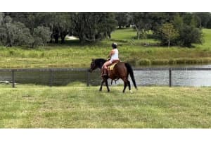 20832 HUNTER HILL DRIVE, DADE CITY, FL 33523 - MLS#MFRW7882983