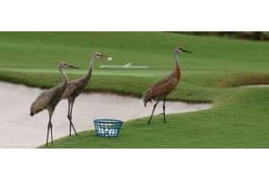 MLS# R10025411, Palm Beach Gardens, Florida 33418