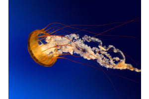 971 ? Tarpon Flats Dr, Hutchinson Island South, FL 34949, Sold 06/06/16