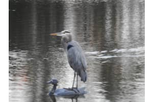 1830 Capeside Cir, Wellington, FL 33414, Sold 07/10/18