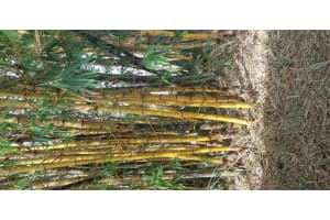 1099 NW 16th St, Stuart, FL 34994, Sold 02/19/19