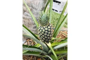 10614 Palm Spring Dr, Boca Raton, FL 33428, Sold 12/10/19