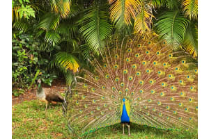 4228 Green Forest Way, Boynton Beach, FL 33436, Sold 07/09/20