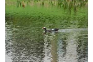 5159 Brisata Cir, Boynton Beach, FL 33437, Sold 08/12/20