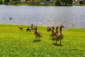1144 Lake Breeze Dr, Wellington, FL 33414, Sold 07/23/20
