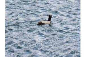 4492 NE Ocean Blvd APT B1, Jensen Beach, FL 34957, Sold 02/05/21