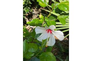 Pointe W Dr, Florida 32966, Sold 02/12/21