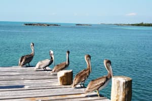 21565  Eucalyptus Way, Boca Raton, FL 33433 Sold 06/16/23