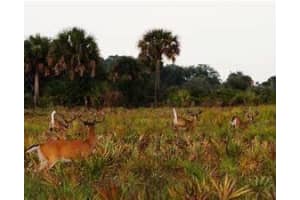 15883 276th Street, Okeechobee, FL 34972 Sold 02/18/26