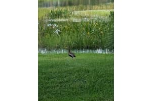 5303 SE Joshua Tree Terrace, Hobe Sound, FL 33455 Sold 02/29/24