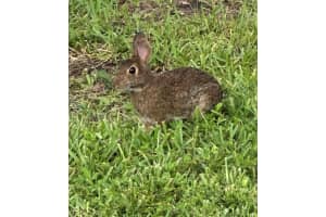 5303 SE Joshua Tree Terrace, Hobe Sound, FL 33455 Sold 02/29/24