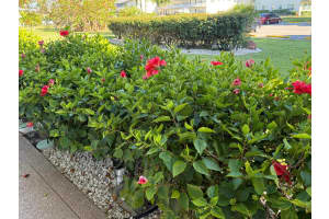 81 Camden D, West Palm Beach, FL 33417, West Palm Beach, FL 33417 - MLS#R11075476