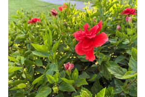 81 Camden D, West Palm Beach, FL 33417, West Palm Beach, FL 33417 - MLS#R11075476