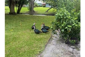 13718 Callington Drive, Wellington, FL 33414 - MLS#R11129525