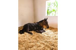 3650 Middleburg Drive, Wellington, FL 33414 - MLS#R11143107