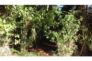 737 Benedictine Terrace, Sebastian, FL 32958 - MLS#R11149012