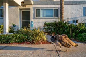 217 Ocean Park Lane, V49, Cape Canaveral