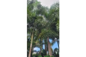 , Miami