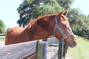 7787 Nw 150th Ave, Ocala