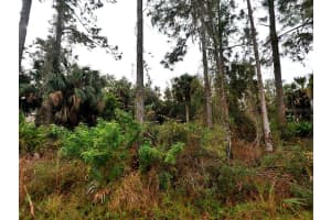 Cissus Ave, NORTH PORT