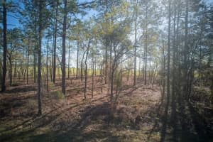 Blk 35, Lots 25,26 Nw Buena Vista Rd, DUNNELLON