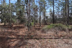 2251 Nw Buena Vista Rd, DUNNELLON