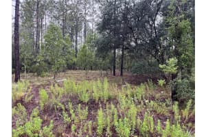 Lot 12 Se 136th Ave, DUNNELLON