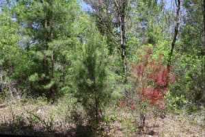 Tbd Sw 157th Ln, DUNNELLON
