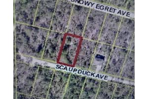 Scaup Duck Ave, WEEKI WACHEE