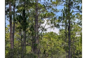 Deland Ave, INDIAN LAKE ESTATES
